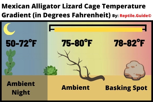 Mexican Alligator Lizard Temperature chart