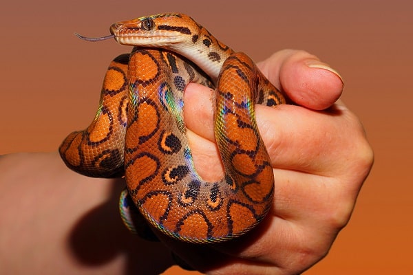 Owner Holding Brazilian Rainbow Boa