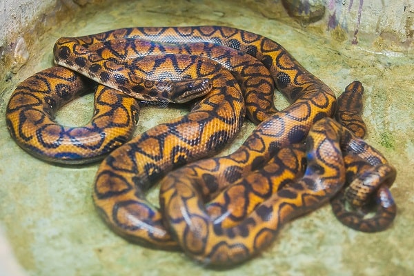 Pair of Brazilian Rainbow Boas