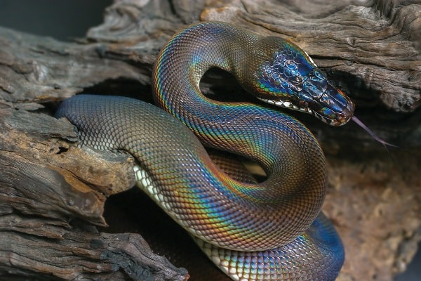 S Shaped White Lipped Python