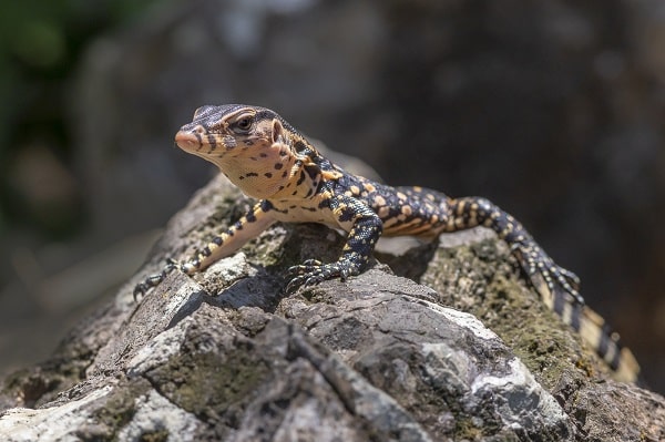 Small Baby Asian Water Monitor