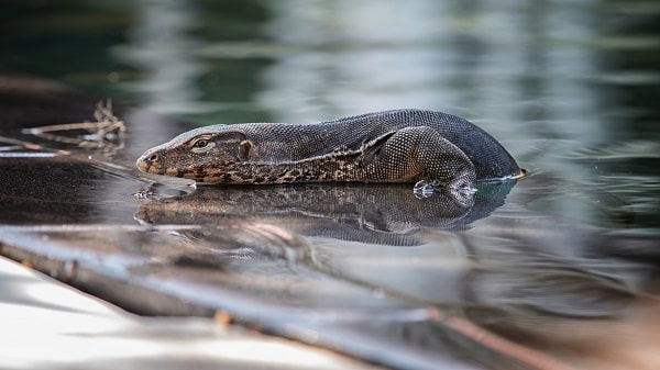 Swimming Asian Water Monitor