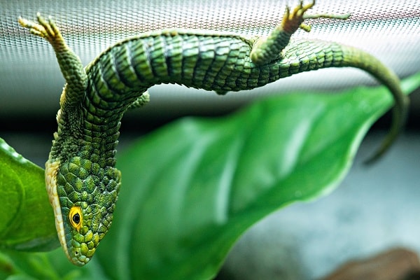 Upside Down Mexican Alligator Lizard