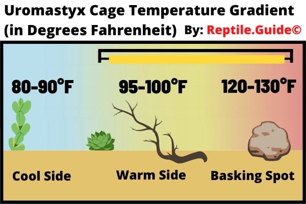 Uromastyx Cage Temperature