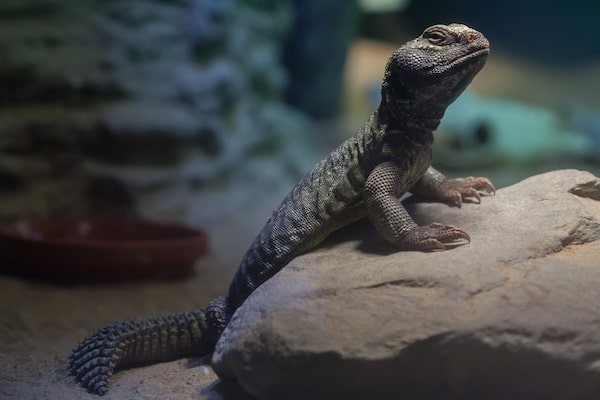 healthy weight for ornate uromastyx? : r/reptiles