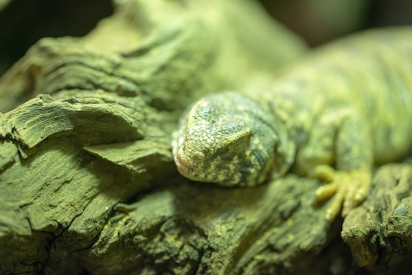 Uromastyx relaxing while basking