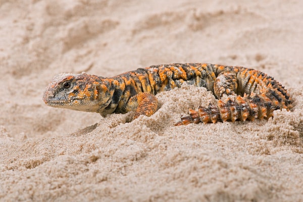 Uromastyx size