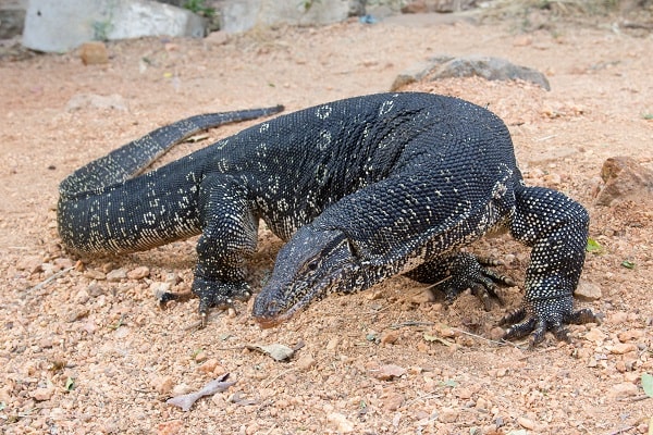 Varanus salvator On Sand