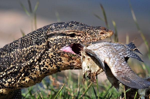 Water monitor lizard eating fish