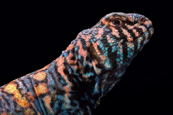 What is a uromastyx