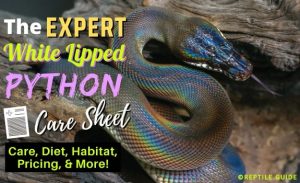 White Lipped Python 101: Care, Diet, Habitat Setup & More