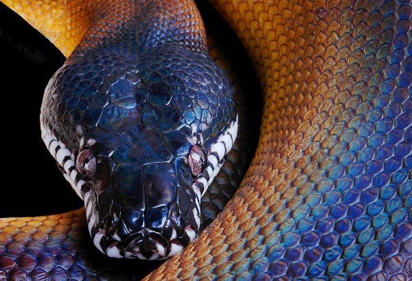 White Lipped Python Close Up