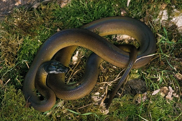 White Lipped Python On Grass