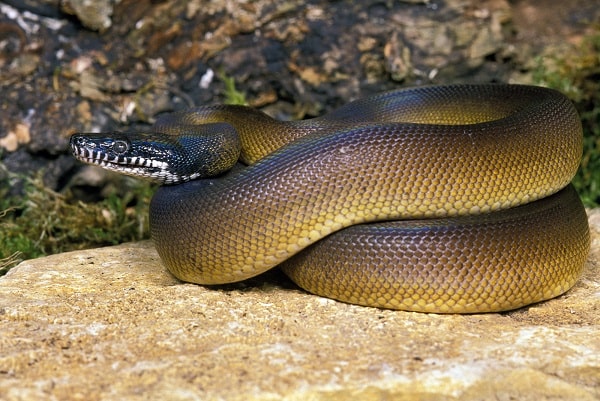 White Lipped Python On Rock