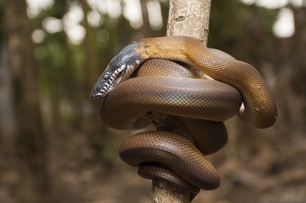 White Lipped Python Wrapped Around Branch