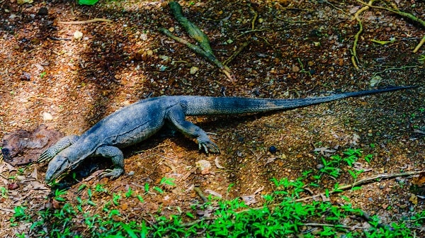 Wild Asian Water Monitor