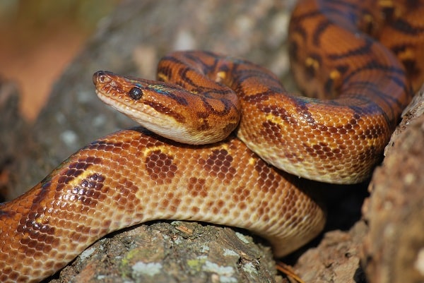 Wild Brazilian Rainbow Boa