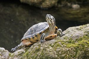 Yellow-Bellied Slider Care Sheet: Diet, Care, Lifespan, & More Facts