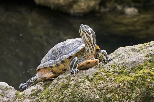 Wild Yellow-Bellied Slider