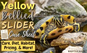 Yellow-Bellied Slider Care Sheet: Diet, Care, Lifespan, & More Facts