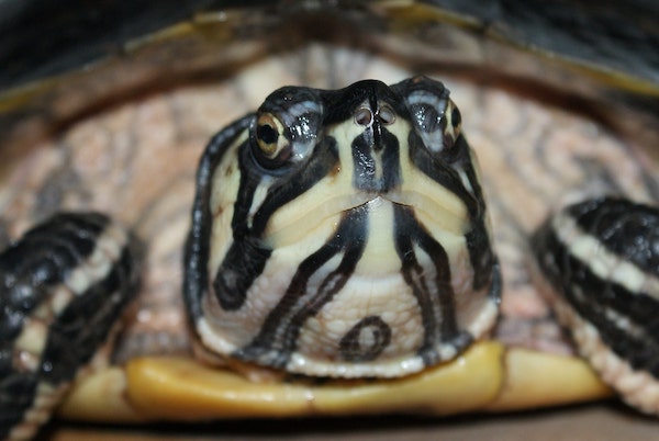 Yellow-Bellied Slider face