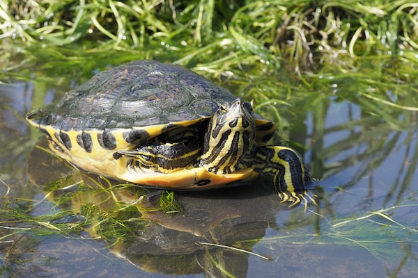 Yellow-Bellied Slider in pond