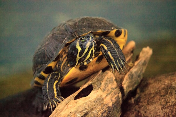 Yellow-Bellied Slider in tank