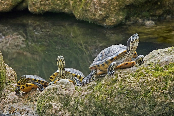 Yellow-Bellied Sliders in natural habitat