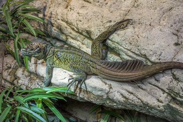 Adult Philippinian Sailfin Dragon