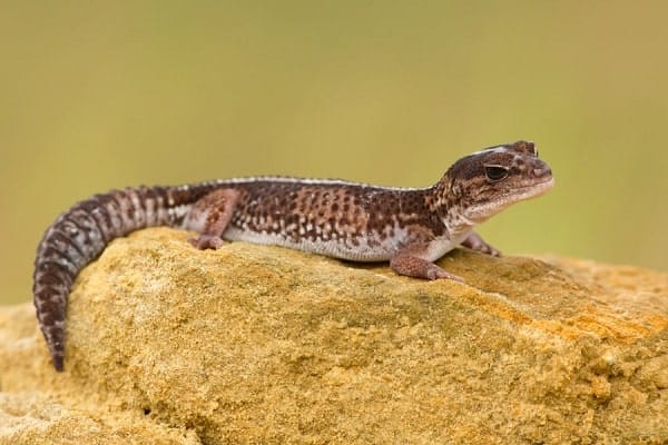 African Fat Tailed Gecko On Rock