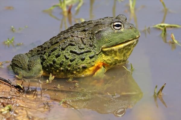 African Giant Bullfrog In Water