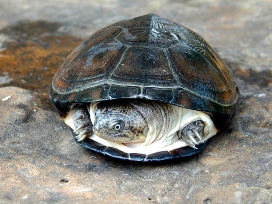 African Side Necked Turtle