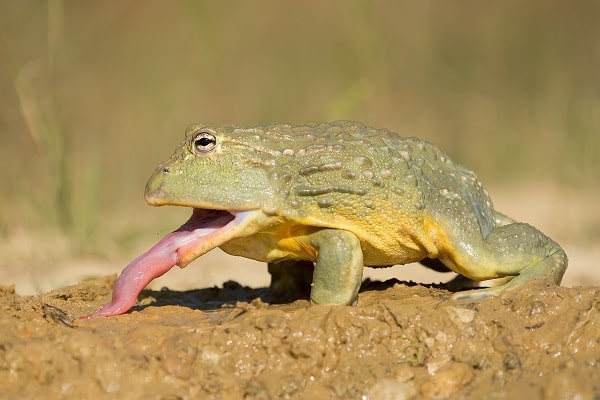 African bullfrog Eating Prey