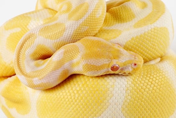 Albino Ball Python Close Up