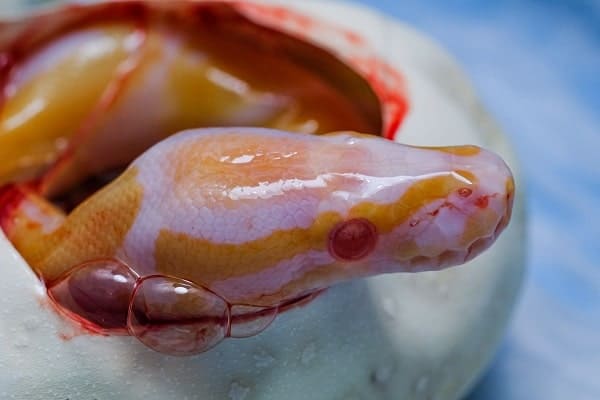 Albino Ball Python Hatchling