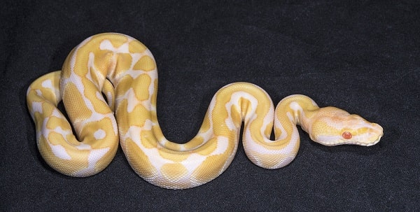 Albino Ball Python On Black Background