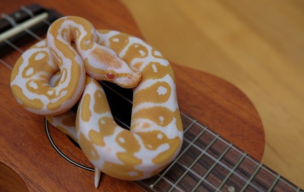 Albino Ball Python On Ukulele