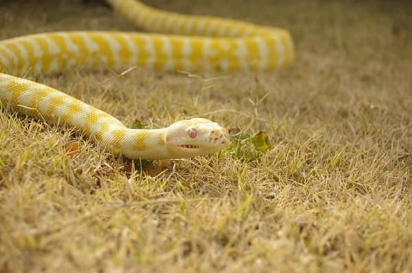 Albino Ball Python Outside In Grass