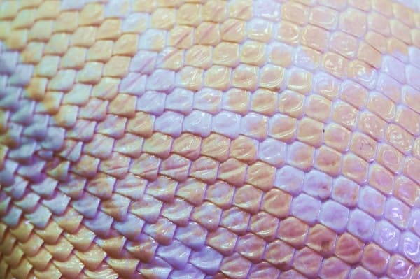 Albino Ball Python Skin Texture Close Up