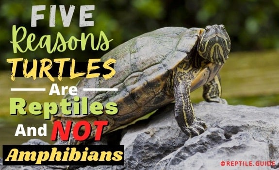 Are turtles reptiles or amphibians