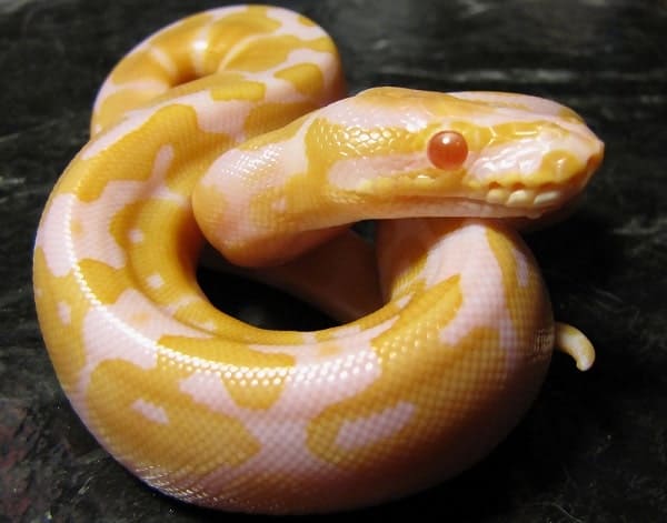 Baby Albino Ball Python