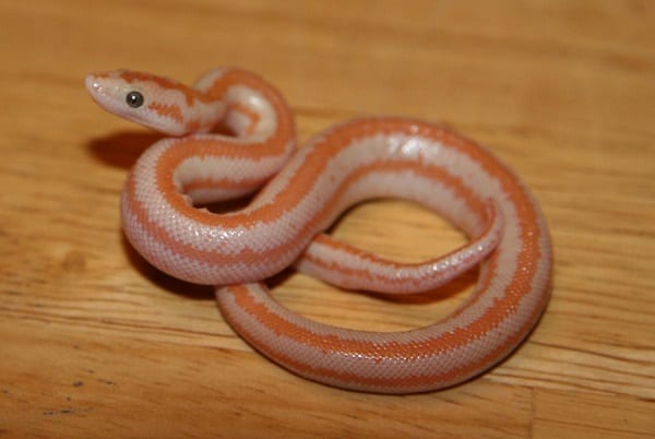 Baby Rosy Boa