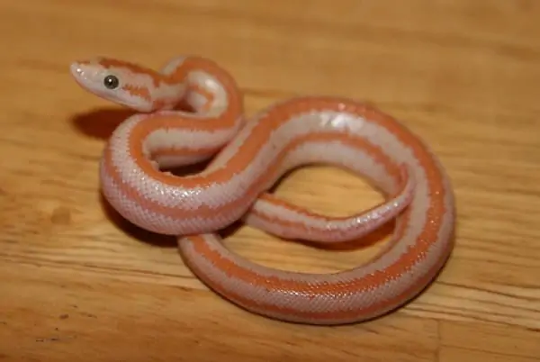 Baby-Rosy-Boa.webp