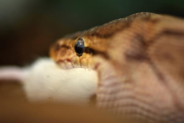 Ball python eating rat