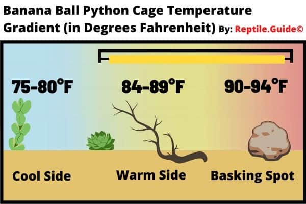 Banana Ball Python Cage Temperature Gradient