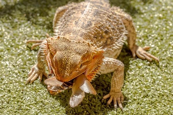 Bearded Dragon Eating Insect