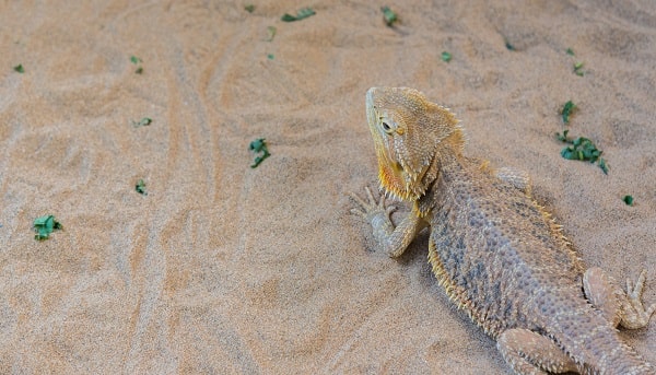 Bearded Dragon On Loose Sand Substrate