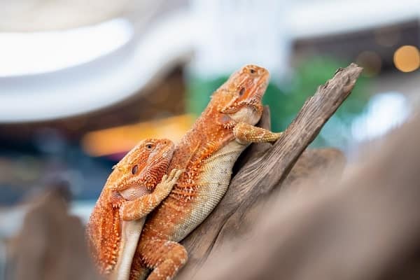 Bearded Dragons Co Habitating