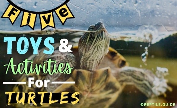 Best Turtle Toys