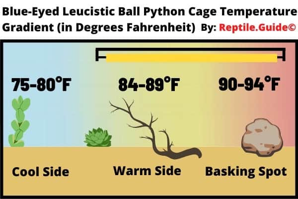 Blue Eyed Leucistic Ball Python Cage Temperature Gradient